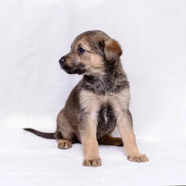 Animale Domestico Ritratto Tema Piccolo Cucciolo Grigio Mezzosangue — Foto Stock