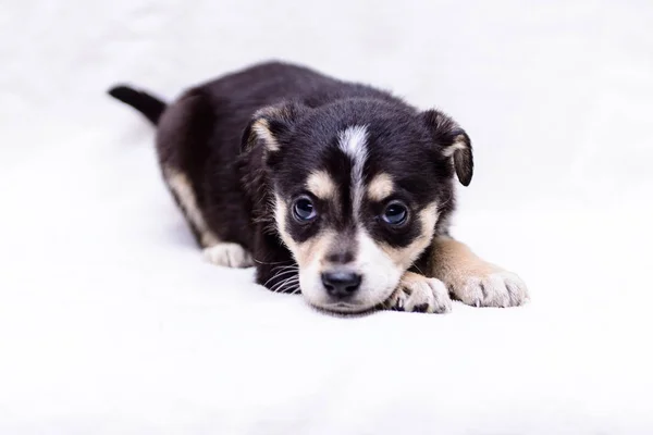 Mascota Retrato Tema Poco Cachorro Blanco Negro Mestizo — Foto de Stock