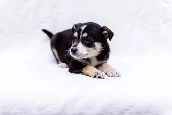 Mascota Retrato Tema Poco Cachorro Blanco Negro Mestizo — Foto de Stock