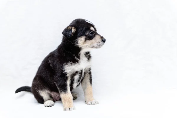 Mascota Retrato Tema Poco Cachorro Blanco Negro Mestizo — Foto de Stock