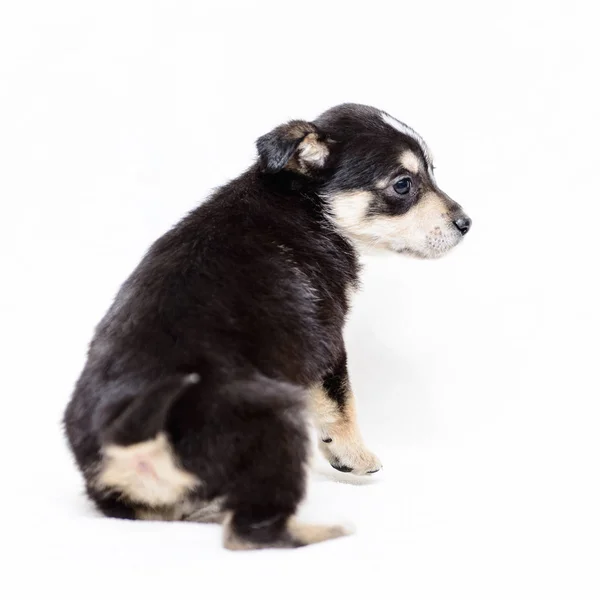 Animale Domestico Ritratto Tema Piccolo Bianco Nero Cucciolo Mezzosangue — Foto Stock