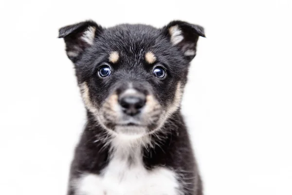 Pet Portrait Theme Little Black White Puppy Half Breed — Stock Photo, Image