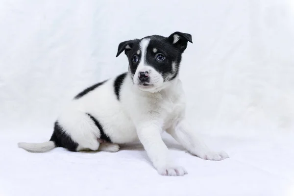 Huisdier Portret Thema Beetje Zwart Witte Pup Half Breed — Stockfoto