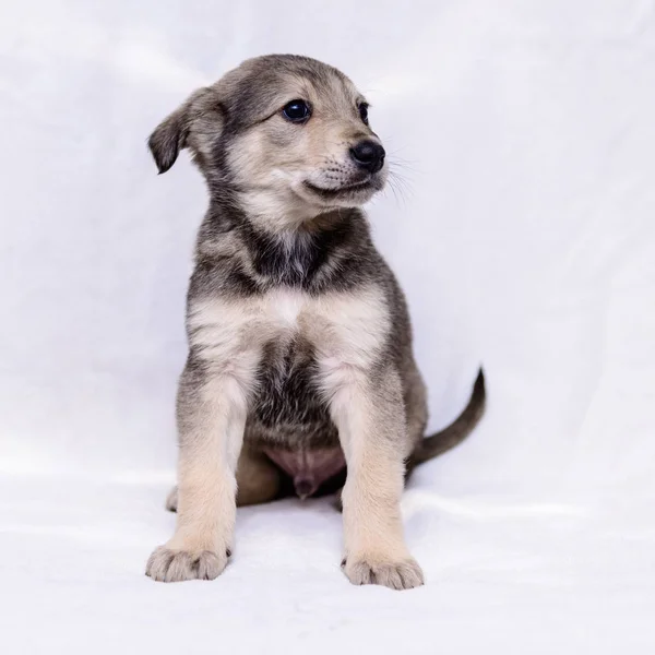 Animale Domestico Ritratto Tema Piccolo Cucciolo Grigio Mezzosangue — Foto Stock