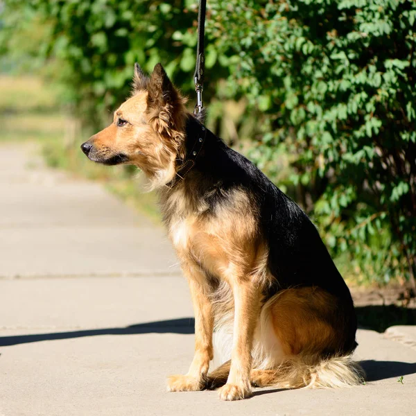 Animal Compagnie Portrait Chien Thème Mignon Croisé Berger Plein Air — Photo