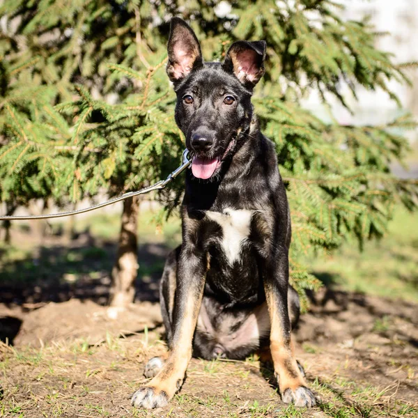 Evde Beslenen Hayvan Portre Siyah Tema Azman Çoban Köpeği Açık — Stok fotoğraf