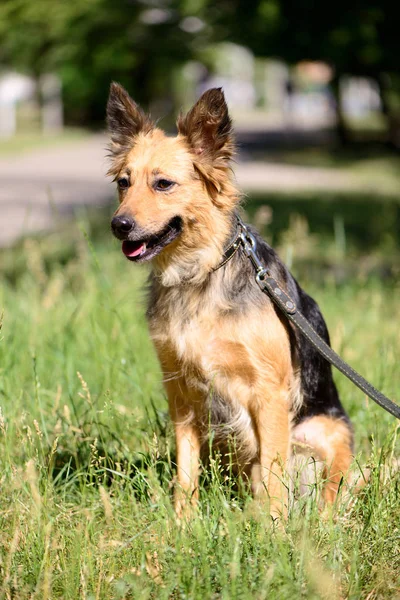 Animal Compagnie Portrait Chien Thème Mignon Croisé Berger Plein Air — Photo