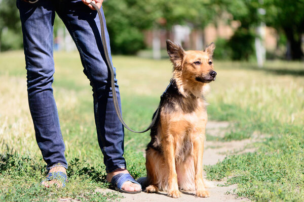 pet portrait dog theme cute crossbreed sheepdog with person