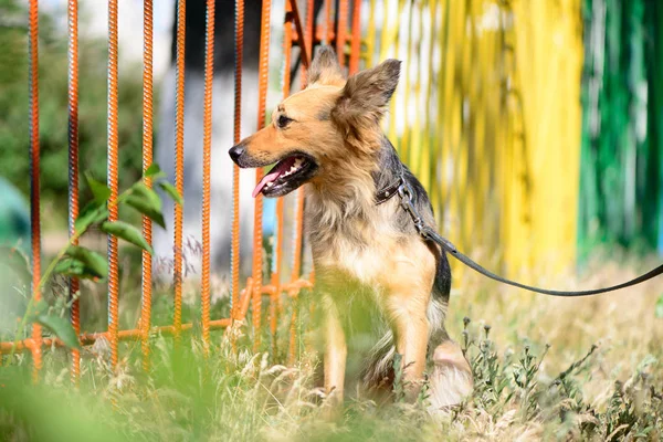 Animal Compagnie Portrait Chien Thème Mignon Croisé Berger Plein Air — Photo