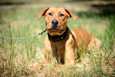 köpek portre evde beslenen hayvan tema kırmızı Staffordshire terrier