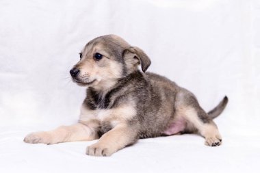 evde beslenen hayvan portre Tema küçük gri köpek melez