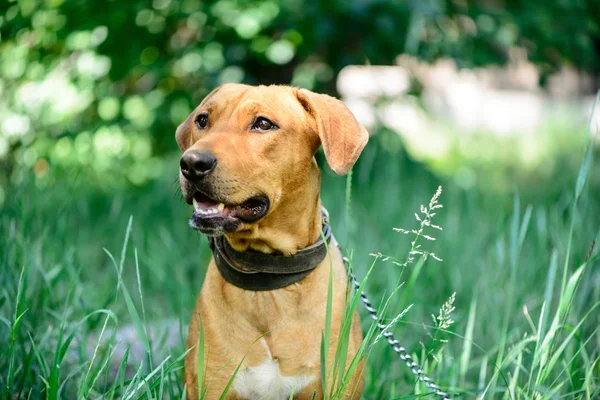 Pes Portrét Zvířecí Motiv Červené Stafordšírský Teriér — Stock fotografie