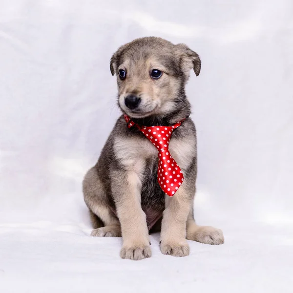 Mascota Retrato Tema Pequeño Cachorro Gris Con Una Corbata — Foto de Stock