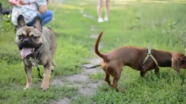 Tres Perros Salchicha Bulldog Francés Pekín Paseo Por Parque Natural — Vídeo de stock