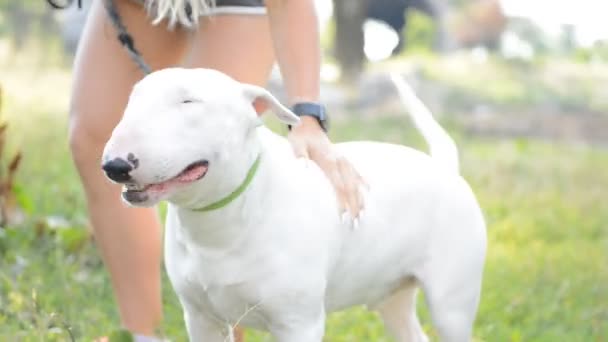 Bianco Americano Pit Bull Terrier Passeggiata Sul Parco Naturale Accarezzare — Video Stock