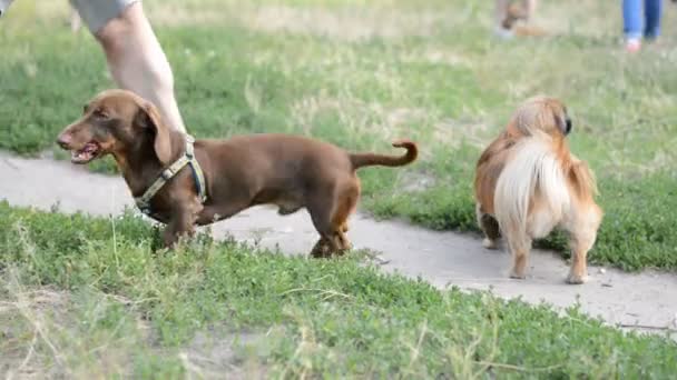 茶色の犬ダックスフンド自然公園徒歩 — ストック動画