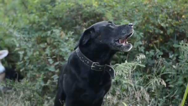 Perro Negro Labrador Retriever Paseos Parque Natural — Vídeo de stock