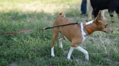 Alçaklık Afrika köpek ırkı kira kontratı ile doğal parkta oynarken