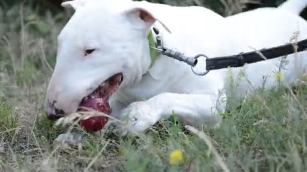 Bianco Americano Pit Bull Terrier Giocare Con Palla Nel Parco — Video Stock