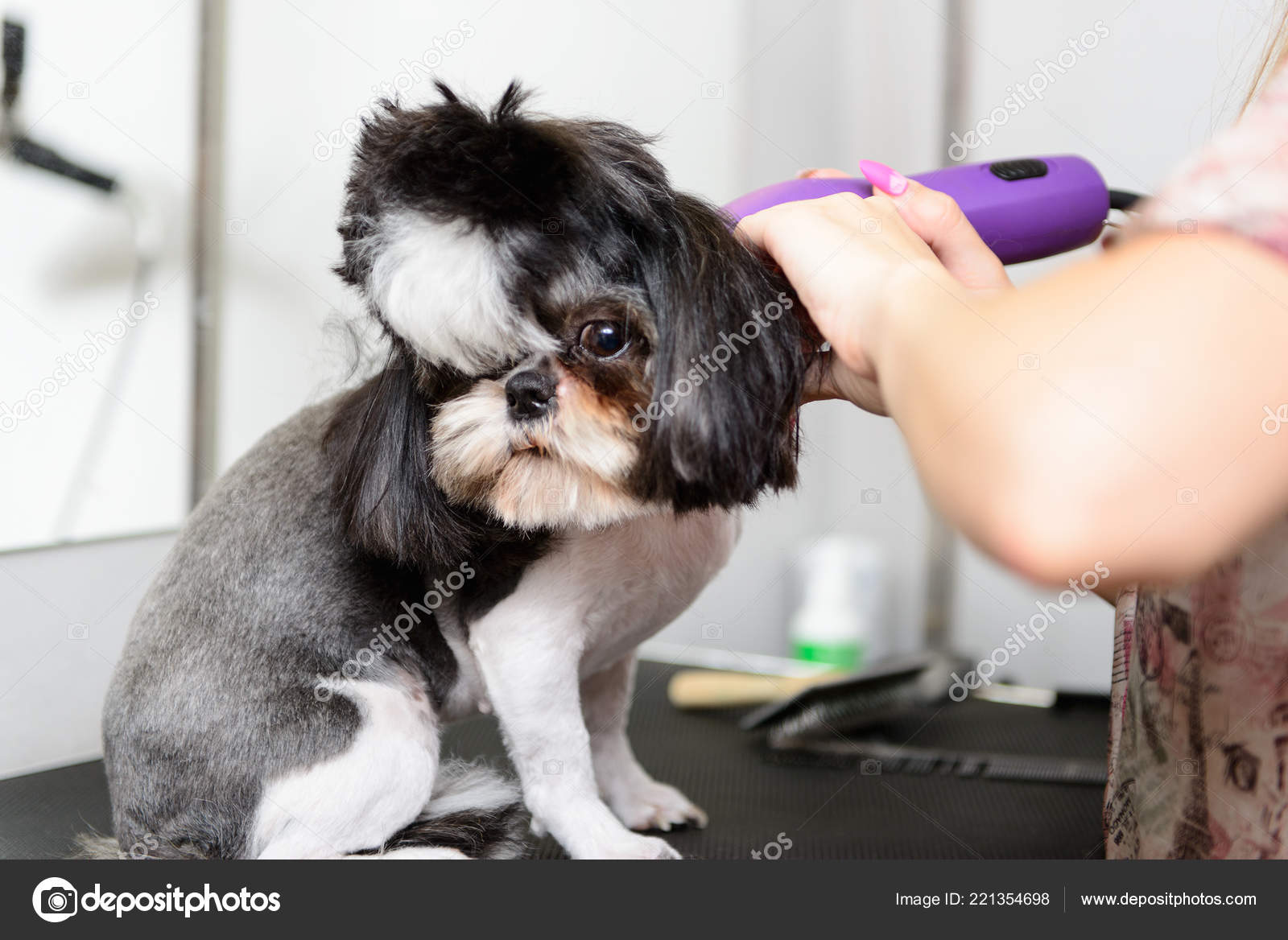 black white maltese