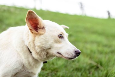evde beslenen hayvan portre köpek tema beyaz azman köpek açık