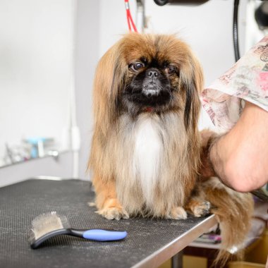 köpek fino kırmızı salon portre bakım içinde