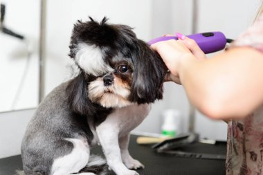 Malta siyah ve beyaz salon portre damat içinde köpek