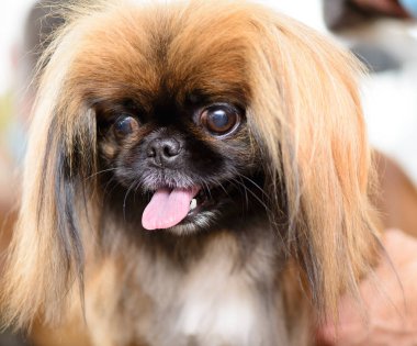 köpek fino kırmızı salon portre bakım içinde