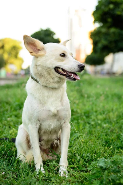 Animal Portrait Chien Thème Blanc Croisé Chien Plein Air — Photo