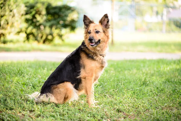 Evde Beslenen Hayvan Portre Köpek Tema Şirin Azman Çoban Köpeği — Stok fotoğraf