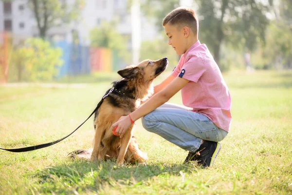 Animal Compagnie Portrait Chien Thème Mignon Croisé Berger Avec Garçon — Photo