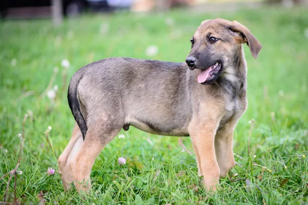 Evde Beslenen Hayvan Portre Tema Küçük Köpek Yavrusu Melez Açık — Stok fotoğraf