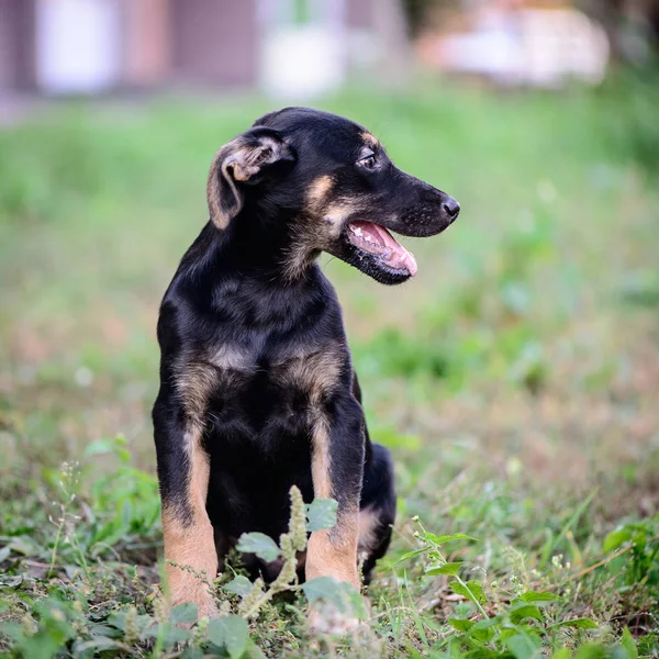 Pet Portrait Theme Little Puppy Half Breed Outdoor — Stock Photo, Image