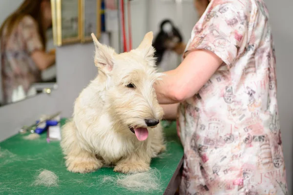 Chien Blanc West Highland Terrier Dans Salon Toilettage — Photo