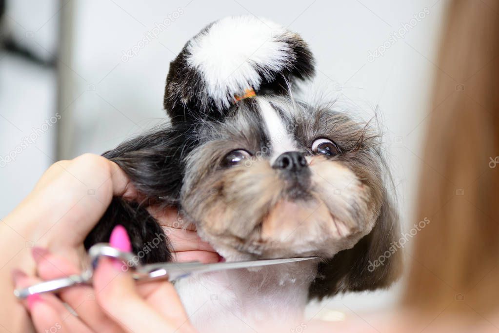 dog Maltese black and white in grooming salon portrait
