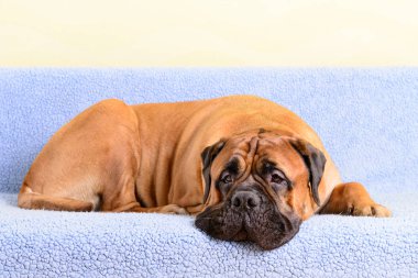 büyük köpek bullmastiff hayvan Tema