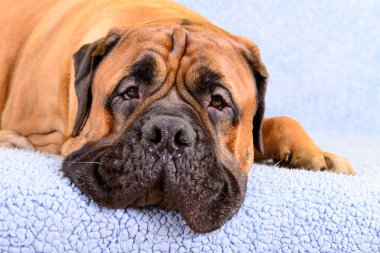 büyük köpek bullmastiff hayvan Tema 