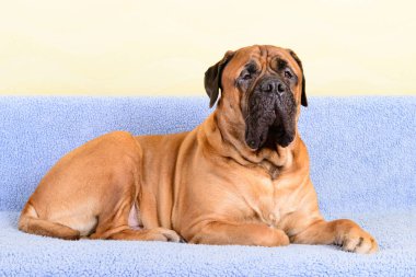 büyük köpek bullmastiff hayvan Tema