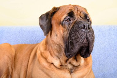 büyük köpek bullmastiff hayvan Tema 