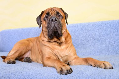 büyük köpek bullmastiff hayvan Tema
