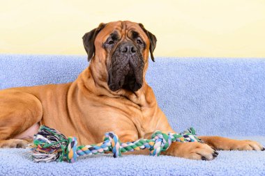 büyük köpek bullmastiff ile a köpek oyuncak