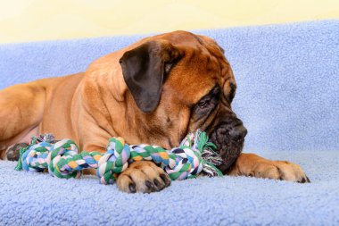 büyük köpek bullmastiff ile a köpek oyuncak
