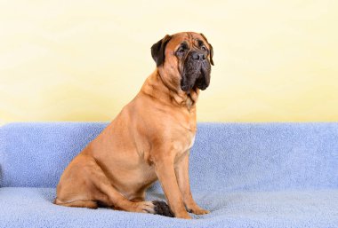 büyük köpek bullmastiff hayvan Tema