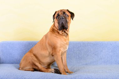 büyük köpek bullmastiff hayvan Tema