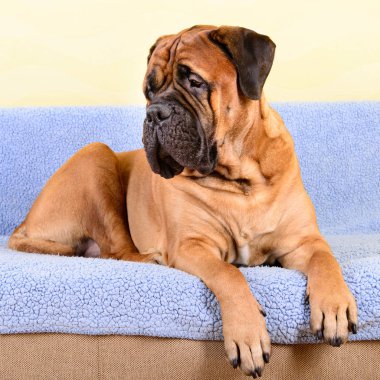 büyük köpek bullmastiff hayvan Tema