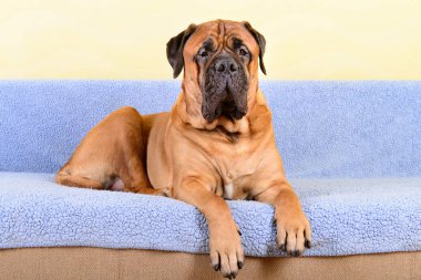 büyük köpek bullmastiff hayvan Tema