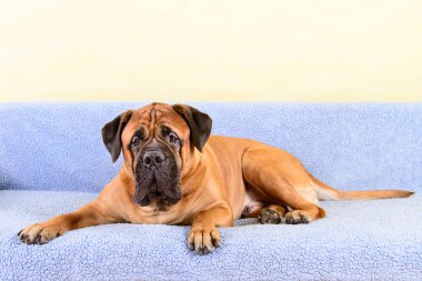 büyük köpek bullmastiff hayvan Tema