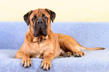 büyük köpek bullmastiff hayvan Tema