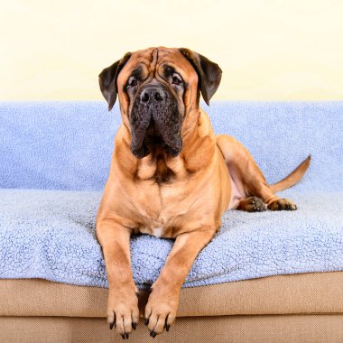 büyük köpek bullmastiff hayvan Tema