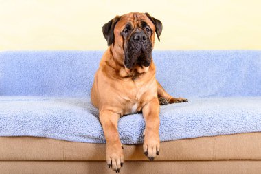 büyük köpek bullmastiff hayvan Tema